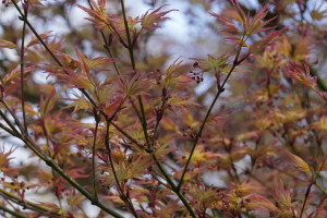 Acer palmatum Tori Nishiki     